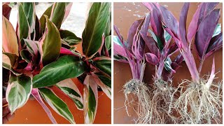 How To Propagate Stromanthe Triostar Plant How To Separate Stromanthe Triostar [upl. by Sande]