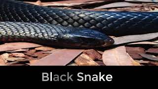 What do dreams about black snakes mean [upl. by Llib]