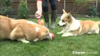 Queens Diamond Jubilee Queens corgi breeding unparalleled [upl. by Medovich413]