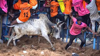 Viralimalai Jallikattu 2024 Videos 02  விராலிமலை ஜல்லிக்கட்டு 2024 Videos 02 [upl. by Gilchrist]