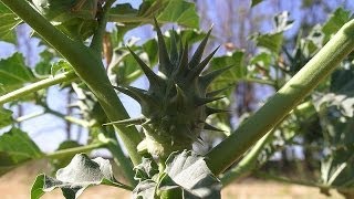 Stramonio cosmopolita pianta velenosa Datura stramonium facilmente riconoscere [upl. by Krigsman]