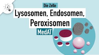 Lysosomen Endosomen Peroxisomen  Aufbau amp Funktion  MedAT  Biologie [upl. by Melba]