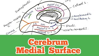 Cerebrum  Medial surfaceSulci and gyri World of Anatomy [upl. by Sander859]