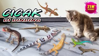 CICAK CICAK DI DINDING  Gecko Cicak Tokek VS Kucing Persia  Lagu Cicak [upl. by Fiedler463]