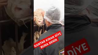 Kantar Kıran Diye Buna Denir keşfet hayvancılık simental besicilik [upl. by Erb]