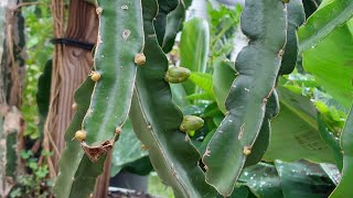 Abundance of dragon fruit buds [upl. by Socin]