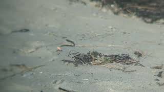 Piping Plover Chicks Foraging [upl. by Engedi]