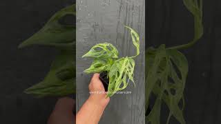 🪴 Monstera Adansonii Mint Variegated  gianttropicalnurserycom  plantsale liveplant plants [upl. by Hgielrak]