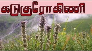 Picrorhiza kurroa கடுகுரோகிணியின் வைத்தியம்  kutki medicine [upl. by Naivaj535]