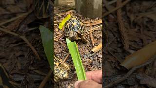 Aloe vera  Tortoise Food  Day 27 of 30 food items in 30 Days  Indian Star Tortoise [upl. by Fishbein]