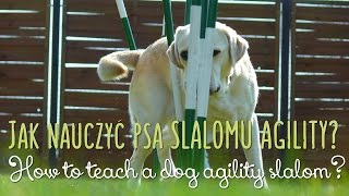 Jak nauczyć psa slalomu agility  How to teach a dog agility slalom [upl. by Hertha]