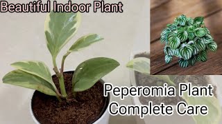 Peperomia की Complete Care  Beautiful Indoor Plant  पेप्रोमिया प्लांट की केयर 🪴 [upl. by Lehcim]