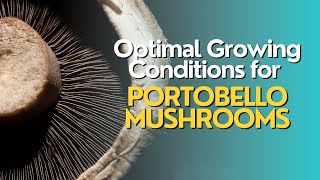 Optimal Environmental Conditions for Growing Portobello Mushrooms [upl. by Hniht]