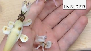 The Orchid Mantis is not a Flower – its an Insect [upl. by Ayetal]