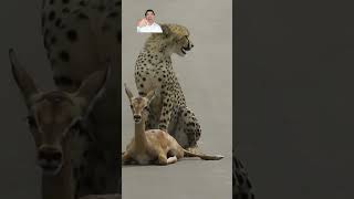 A young cheetah makes its first kill shorts wildlife thedreamsmpserver8373 [upl. by Ayahsal431]