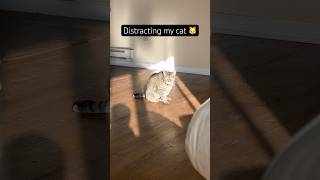 Distracting my cat 🐱 [upl. by Airet]