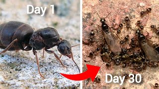 Simulating An Ant Colony For 30 Days [upl. by Jacquenette]