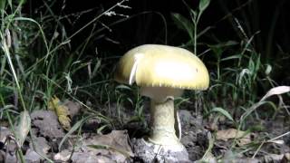 A killer in The Woods Amanita phalloides [upl. by Nnaillij]