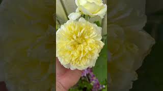 My no 12 most recommended climbing or rambling rose is ‘ the pilgrim’ Auswalker gardenerben [upl. by Cand]