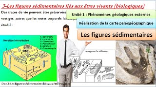 Figures sédimentaires  Réalisation de la carte paléogéographique1 Bac sc math شرح بالعربية [upl. by Anglim601]