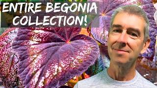 If you love Begonias  watch this now Find your next Begonia here [upl. by Ng]