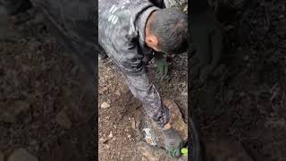 The process of collecting honey from underground hives [upl. by Rourke]