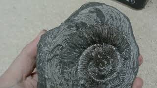 Fossil Preparation The Ammonite fossils ammonites [upl. by Ardnuahs592]