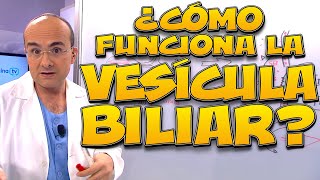 VESÍCULA BILIAR ¿cómo funciona  Cuerpo Humano 08 [upl. by Aihsenad377]