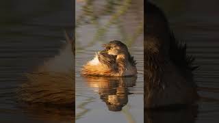 Panboola Wetlands in Winter bird photography near Pambula Sapphire Coast birdphotography birding [upl. by Lekar109]