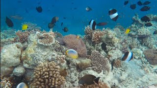 Most colourful coral reef in the Maldives 🇲🇻 HD Quality video of Snorkeling in Maldives [upl. by Nafis607]