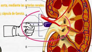 Fisiología renal Generalidades [upl. by Eissak533]