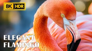 8K HDR of Elegant Flamingo  Colorful Wildlife  Nature Sound [upl. by Dnaletak]