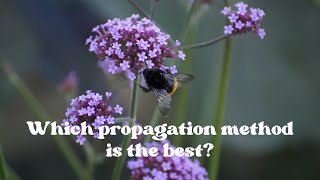 The Secret to Propagating Verbena and More [upl. by Peck]