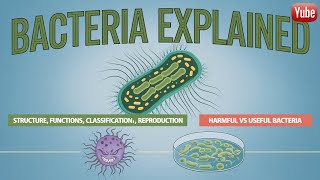 Bacteria Explained Structure Classification Reproduction Harmful vs Useful Bacteriaquot [upl. by Haroun62]