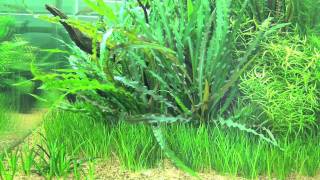 Cryptocoryne spiralis [upl. by Yoho]