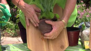 How to Plant Staghorn Fern on a Board [upl. by Tortosa]