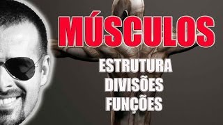 Sistema Muscular Estrutura divisões e funções dos músculos esqueléticos  VídeoAula 021 [upl. by Eglantine]