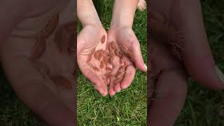 Handful of P magnificus 🧡 insects bug isopods [upl. by Cicely]