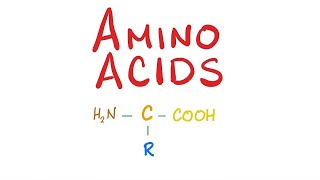 Bio Special Amino Acid Metabolism  Branched chain amp Acidic amp Basic Aliphatic Amino Acid [upl. by Oiramat]