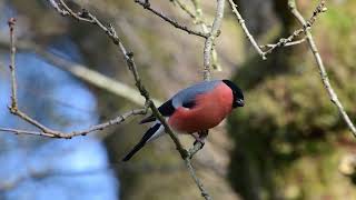 Bullfinch  Dompap Pyrrhula pyrrhula [upl. by Ennaer]