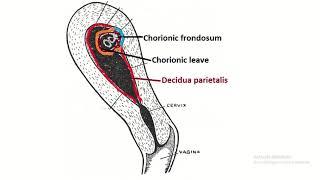 Decidua the pregnant endometrium Understanding Its Crucial Role in Embryology [upl. by Aissatsan]