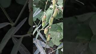 Crotalaria juncea known as brown hemp Indian hemp [upl. by Nickolai]