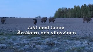 Jakt med Janne  Ärtåkern och vildsvinen [upl. by Nomannic]