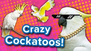 Crazy Cockatoos  Funny Animal Compilation [upl. by Ahsial]