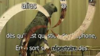 perroquet qui parle 150 phrases incroyables version 2010 2nde partie [upl. by Ylehsa484]