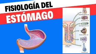 Fisiología del estómago [upl. by Alhsa]