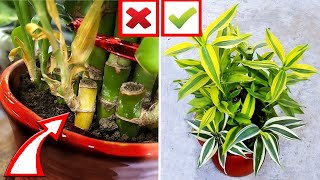 5 Lucky Bamboo CARE MISTAKES You MUST AVOID [upl. by Malvino]