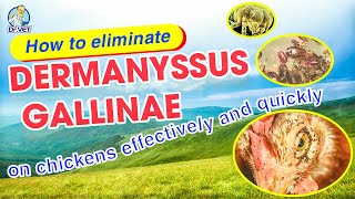 How to eliminate Dermanyssus Gallinae on chickens effectively and quickly  Dr Vet [upl. by Gautier343]