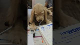 Vets life goals vettalks drramiz thewondervet puppylovers vet [upl. by Acinoda]