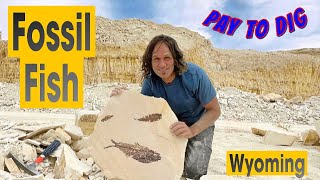 Some of the BEST Fossil Fish on Earth found here [upl. by Aikaj]